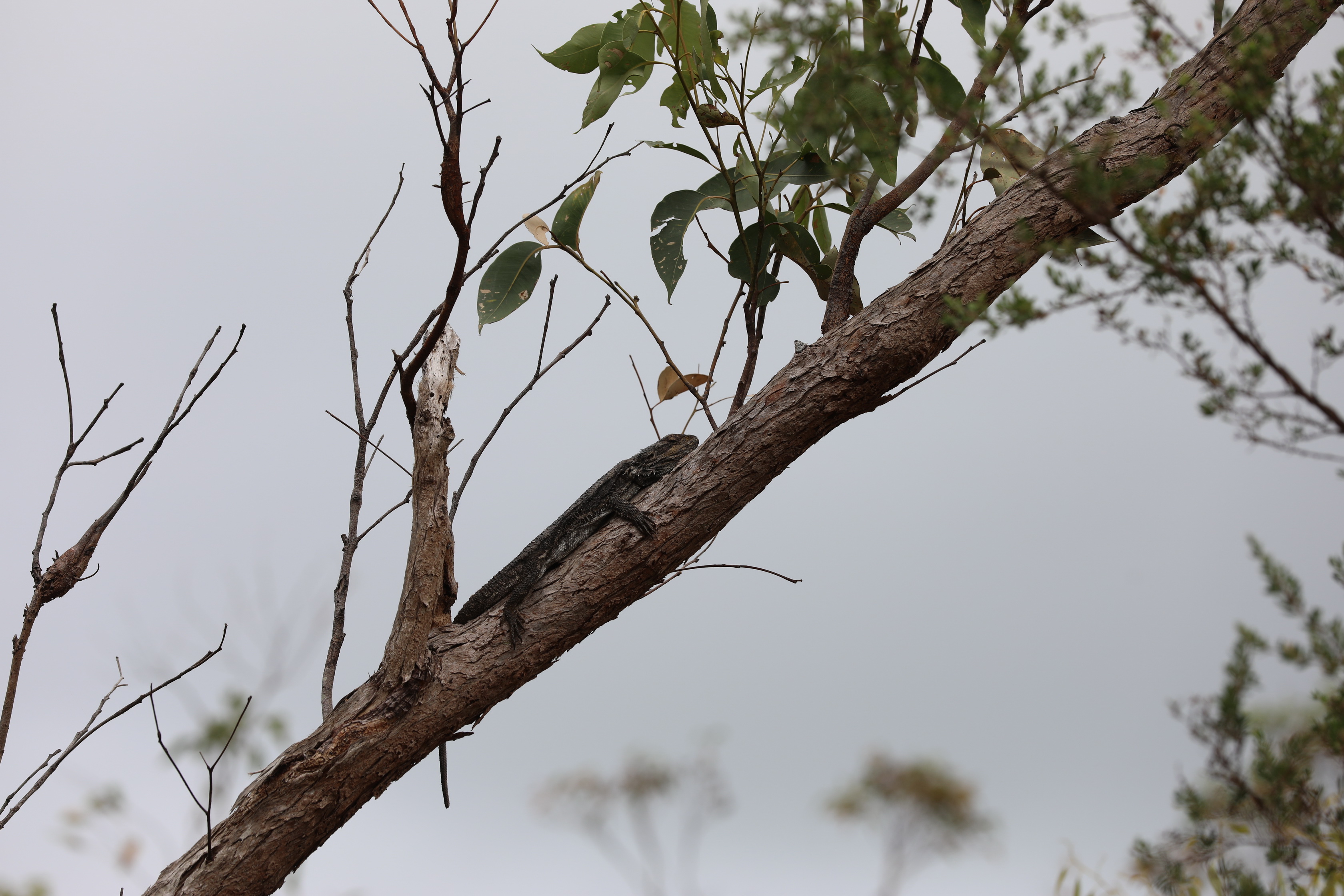 2020 01 06 13 10 55 Canon EOS 5D Mark IV 0002